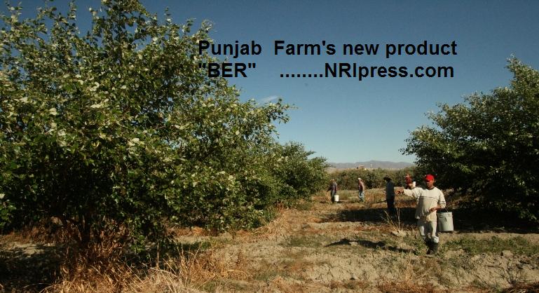 Punjab_Farm 006